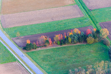 Autumnally colorful row of trees between fields in the district Schaidt in Wörth am Rhein in the state Rhineland-Palatinate, Germany