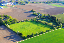 Paddock of Trakehner-Friedrich in Minfeld in the state Rhineland-Palatinate, Germany