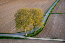 Row of trees in a field edge in Schleithal in Grand Est, France