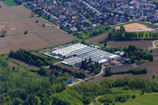 Geraniums Endisch in Hagenbach in the state Rhineland-Palatinate, Germany