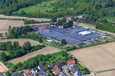 Oblique view of Geraniums Endisch in Hagenbach in the state Rhineland-Palatinate, Germany