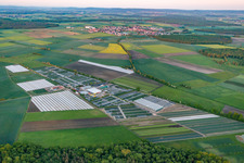 Aerial view of Colorful bedding rows on a field for flowering of Gaertnerei Dieter Denzer in Gochsheim in the state Bavaria, Germany