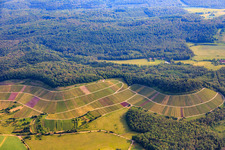 Vineyard landscape "Wilder Fritz" on the Diefenbacher Mettenberg and almond blossom path Diefenbach in the district Diefenbach in Sternenfels in the state Baden-Wuerttemberg, Germany