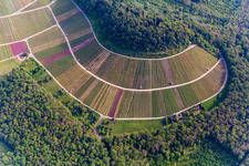 Fields of wine cultivation landscape in Sternenfels in the state Baden-Wurttemberg, Germany
