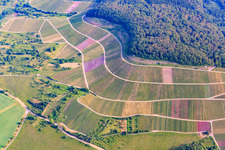 Aerial view of Fields of wine cultivation landscape in Sternenfels in the state Baden-Wurttemberg, Germany