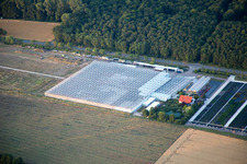 Greenhouses of Geraniums Endisch in the district Dreihof in Essingen in the state Rhineland-Palatinate, Germany