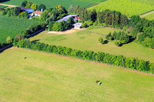 Paddock of Trakehner-Friedrich in Minfeld in the state Rhineland-Palatinate, Germany from above