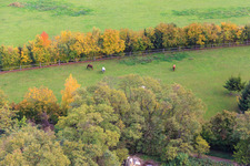 Bird's eye view of Paddock of Trakehner-Friedrich in Minfeld in the state Rhineland-Palatinate, Germany