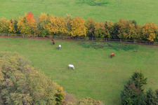 Drone recording of Paddock of Trakehner-Friedrich in Minfeld in the state Rhineland-Palatinate, Germany