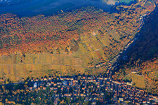 Klingenberger vineyard at the Seltenbach gorge in autumn leaves in the evening in Klingenberg am Main in the state Bavaria, Germany
