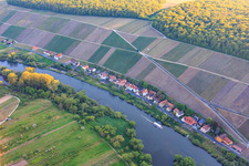 Escherndorfer Fürstenberg vineyard on the banks of the Main in the district Köhler in Volkach in the state Bavaria, Germany