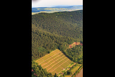 Vineyards and variegated sandstone quarries near Bürgstadt above the Main in Bürgstadt in the state Bavaria, Germany