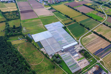 Aerial view of Greenhouses of Rudolf Sinn Jungpflanzen GmbH & Co. KG in the district Niederlustadt in Lustadt in the state Rhineland-Palatinate, Germany
