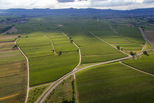 Vineyards on the B39 in the district Geinsheim in Neustadt an der Weinstraße in the state Rhineland-Palatinate, Germany