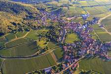 Vineyards at the Sankt Annaberg winery in Burrweiler in the state Rhineland-Palatinate, Germany