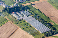Glass roof surfaces in the greenhouse rows for Floriculture in the district Mechtersheim in Roemerberg in the state Rhineland-Palatinate, Germany