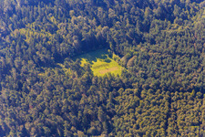 Clearing in the Bienwald in the district Büchelberg in Wörth am Rhein in the state Rhineland-Palatinate, Germany