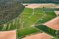 Hasensprung (winegrowing) in the district Jöhlingen in Walzbachtal in the state Baden-Wuerttemberg, Germany