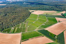 Fields of wine cultivation landscape in Walzbachtal in the state Baden-Wurttemberg, Germany