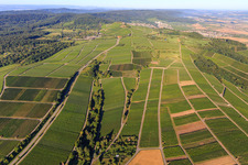 Vineyards in Bönnigheim in the state Baden-Wuerttemberg, Germany
