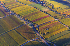 Vineyard houses on the Kieferberg in autumnal, colorful vineyards in Edenkoben in the state Rhineland-Palatinate, Germany
