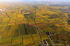 Autumn light colorful vines of the vineyards to Landau in Frankweiler in the state Rhineland-Palatinate, Germany