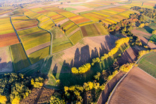 Fields of wine cultivation landscape in Heuchelheim-Klingen in the state Rhineland-Palatinate, Germany