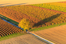 Autumn light colorful vines of the vineyards behind walnut tree in Billigheim-Ingenheim in the state Rhineland-Palatinate, Germany
