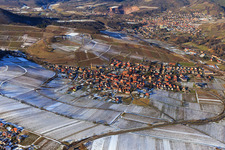 Chestnut bush in Birkweiler in the state Rhineland-Palatinate, Germany