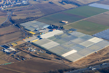 Huge greenhouse rows from Trübenbach Gemüsejungpflanzen GmbH & Co. KG in Bickenbach in the state Hesse, Germany