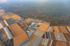 Gärtnersiedling district with Molcz nursery, Bärli gmbH & Co.KG Andreas List, Gunther Möller tree nursery and Böttcher Stefan nursery in Bürstadt in the state Hesse, Germany