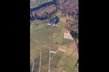 Aerial view of Fields of wine cultivation landscape of wine cellar Naegelsfoerst in Baden-Baden in the state Baden-Wurttemberg, Germany