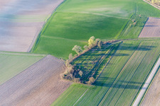 Aerial view of Grave rows on the grounds of the old jewish cemetery in Trimbach in Grand Est, France
