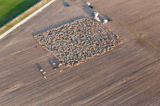 Structures with Sheep - herd in San Leonardo in Friuli-Venezia Giulia, Italy