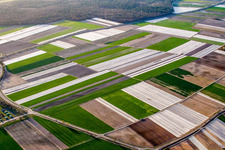 Salad and vegetable fields covered with foil in Speyer in the state Rhineland-Palatinate, Germany