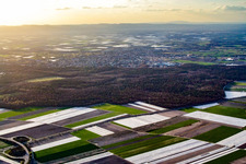 Salad and vegetable fields covered with foil in the district Rinkenbergerhof in Speyer in the state Rhineland-Palatinate, Germany