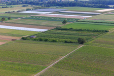 Eier-Meier's Fruit Plantation in the district Mühlhofen in Billigheim-Ingenheim in the state Rhineland-Palatinate, Germany