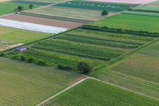 Aerial photograpy of Eier-Meier's Fruit Plantation in the district Mühlhofen in Billigheim-Ingenheim in the state Rhineland-Palatinate, Germany