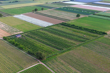 Oblique view of Eier-Meier's Fruit Plantation in the district Mühlhofen in Billigheim-Ingenheim in the state Rhineland-Palatinate, Germany