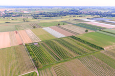 Eier-Meier's Fruit Plantation in the district Mühlhofen in Billigheim-Ingenheim in the state Rhineland-Palatinate, Germany from above