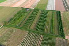 Eier-Meier's Fruit Plantation in the district Mühlhofen in Billigheim-Ingenheim in the state Rhineland-Palatinate, Germany seen from above