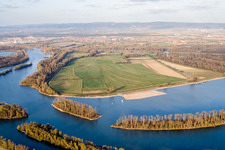 Koller-Island on the banks of the river course Koller Lake and Otterstaedter Altrhein in Otterstadt in the state Rhineland-Palatinate, Germany