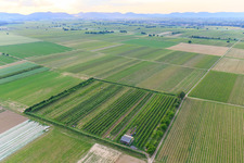 Drone recording of Eier-Meier's Fruit Plantation in the district Mühlhofen in Billigheim-Ingenheim in the state Rhineland-Palatinate, Germany
