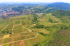 Sonnenberg vineyard on the French side in the district Schweigen in Schweigen-Rechtenbach in the state Rhineland-Palatinate, Germany