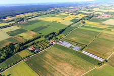 Greenhouses of a horticultural company in Vollmersweiler in the state Rhineland-Palatinate, Germany