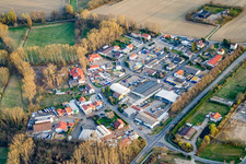 In the reed bed in Altrip in the state Rhineland-Palatinate, Germany