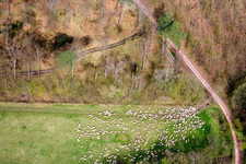 Grass area-structures meadow pasture with Sheep - herd in Kandel in the state Rhineland-Palatinate