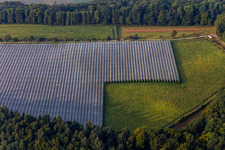 Covered apple orchards in the district Espasingen in Stockach in the state Baden-Wuerttemberg, Germany