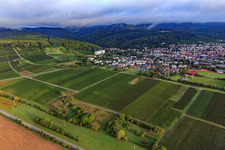 Vineyards south of the spa town in Dörrenbach in the state Rhineland-Palatinate, Germany