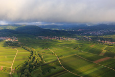 Vineyards between Ranschbach and Siebeldingen in the district Arzheim in Landau in der Pfalz in the state Rhineland-Palatinate, Germany